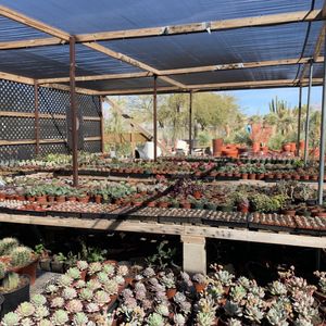 Mariscal Cactus Succulents 29 Photos 26 Reviews