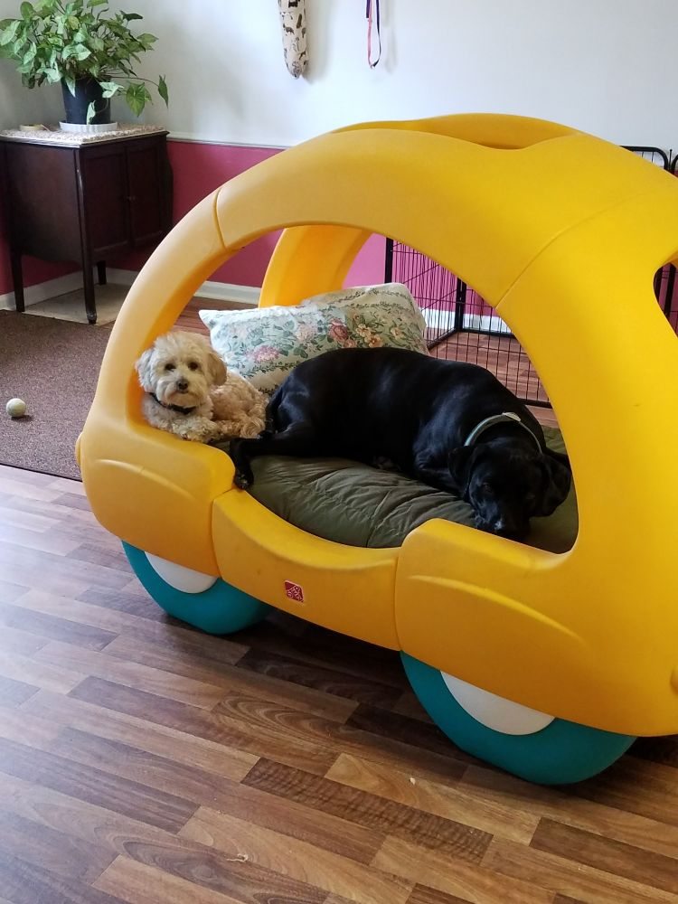 Petite Paradise Pet Resort Pet Sitting 3055 N Columbia St