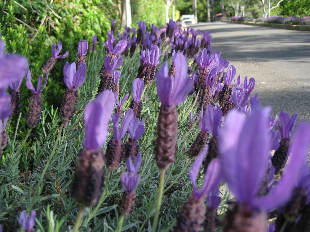 Kitson Landscape Management