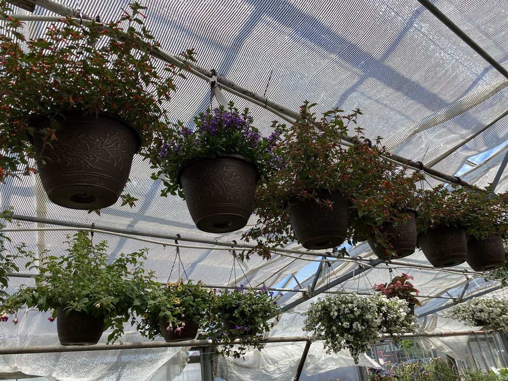 image of business Thompson Bros Greenhouse