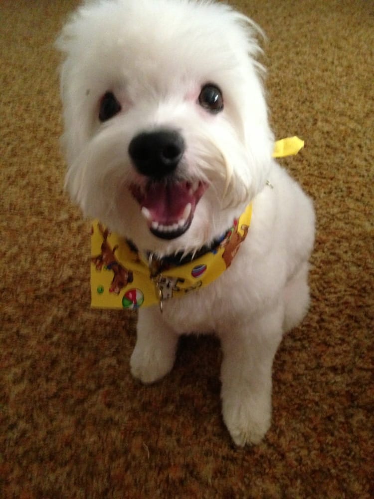 Amanda’s Top Notch Grooming 17 Photos & 15 Reviews Pet Groomers