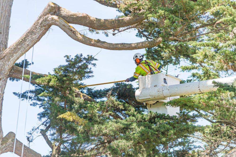 Arborguard Tree Specialists