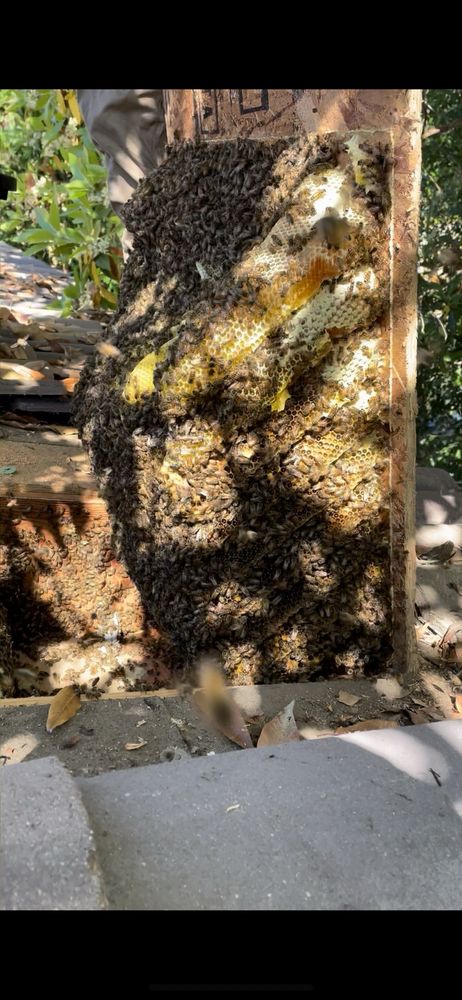 Bee Craft Handyman Service