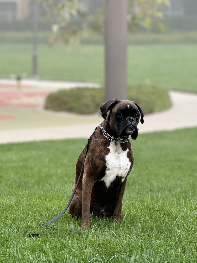 Hudson's Canine Kennels