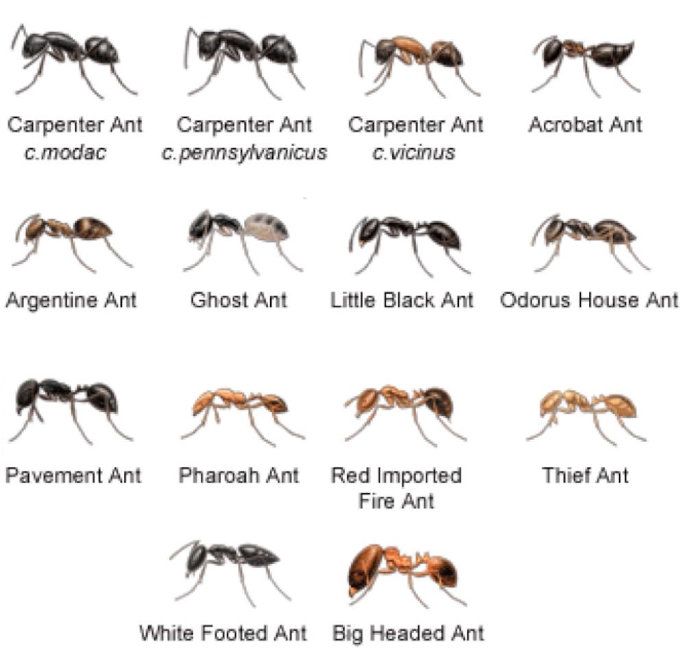 Sugar Ants Vs Carpenter Ants Identifying Between Sugar Ants And By Images