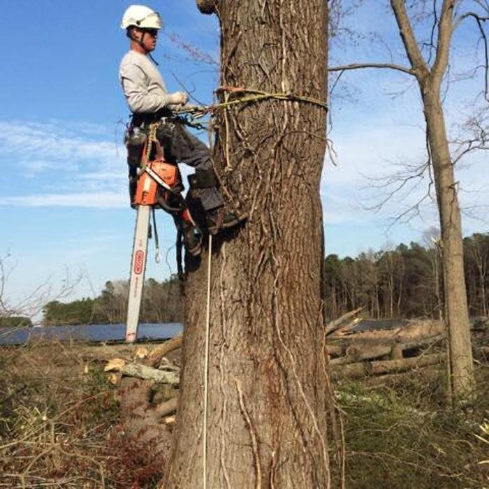 Pippin Tree Service