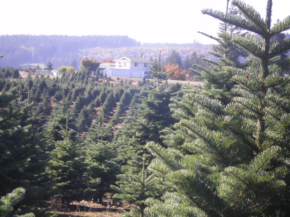 Bacon’s Christmas Tree Farm Temp. CLOSED Christmas Trees 9381 W