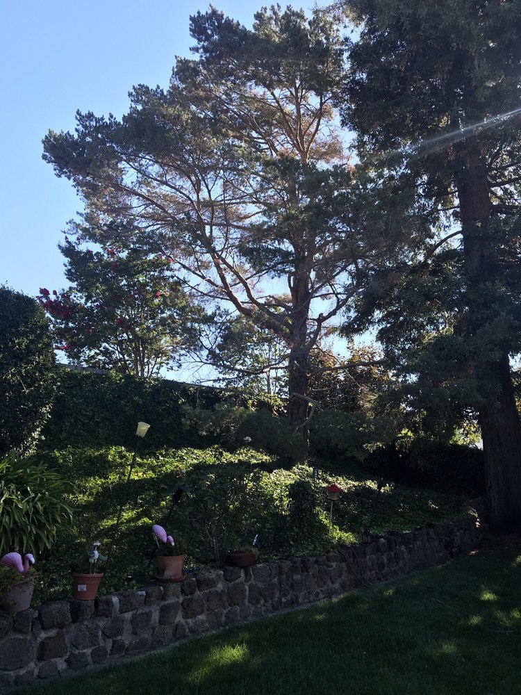 Blackpoint Tree Service