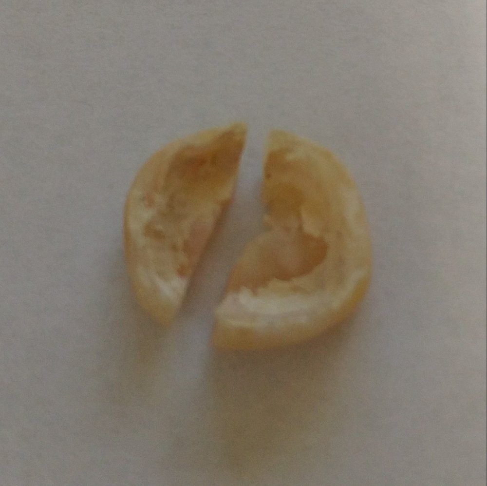 image of business Hamid R Janloo, DDS