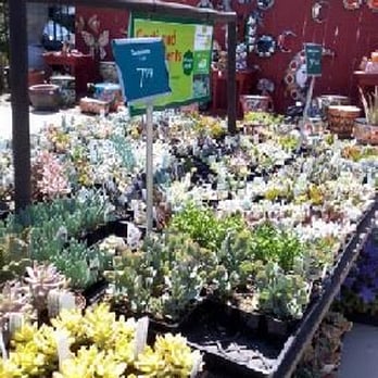 Armstrong Garden Centers 78 Photos 71 Reviews Nurseries Photo Of Armstrong Garden Centers Dublin Ca United States Succulents