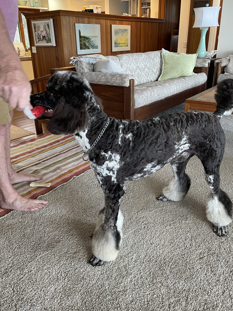 Deb's Perky Puppy Image