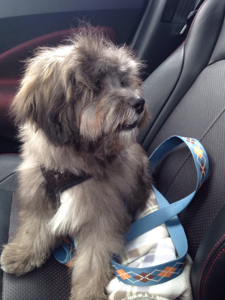 The Dog’s Den Grooming 12 Photos Pet Groomers 43A Schoosett St