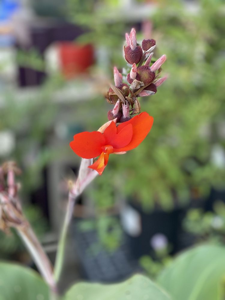 Talini's Nursery