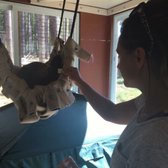 The Sloth Center at Zoological Wildlife Conservation Center - 12 Photos