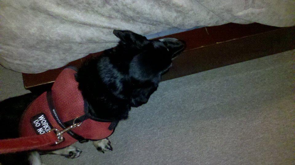 Carolina Bed Bug Dog