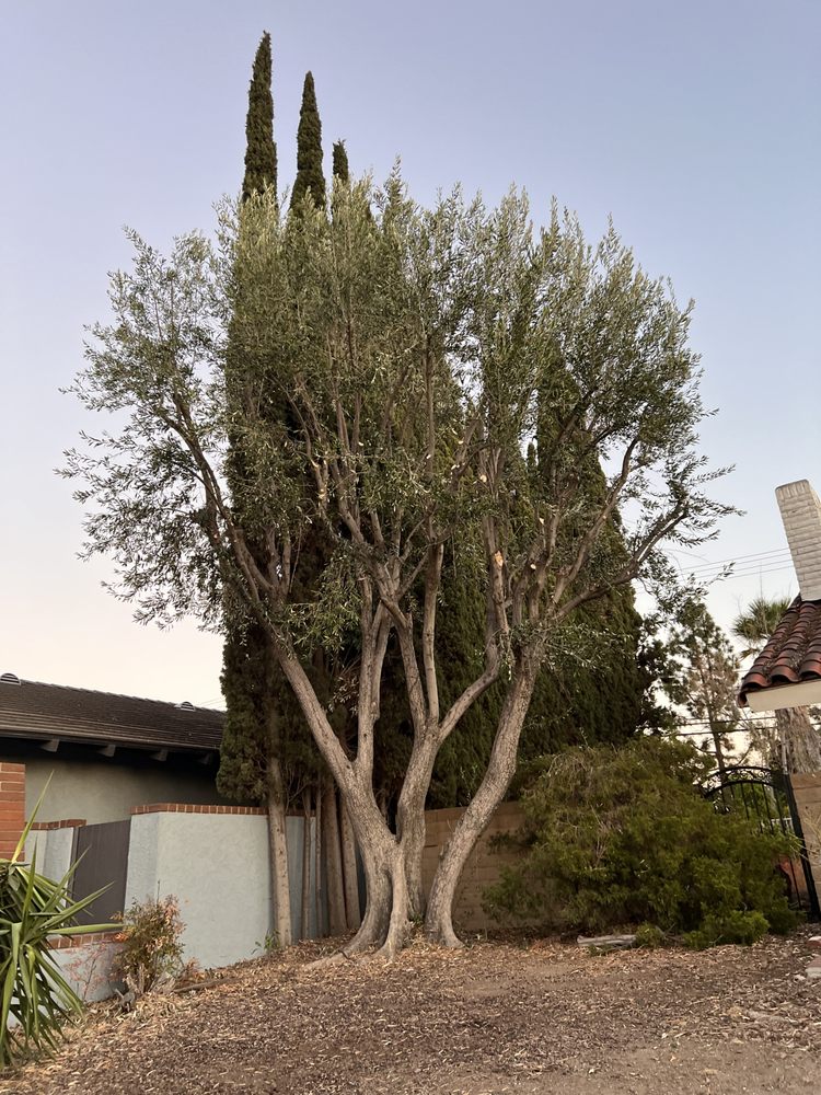 Forever Green S&G Tree Service