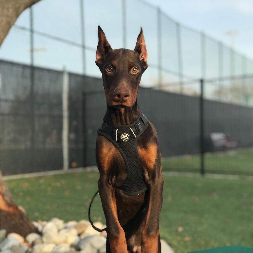 Gray Dobermans