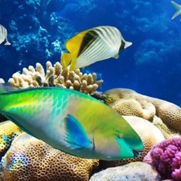 Blue Fin Rock Harbor Marina &amp; RV Park - 11 Photos - RV 