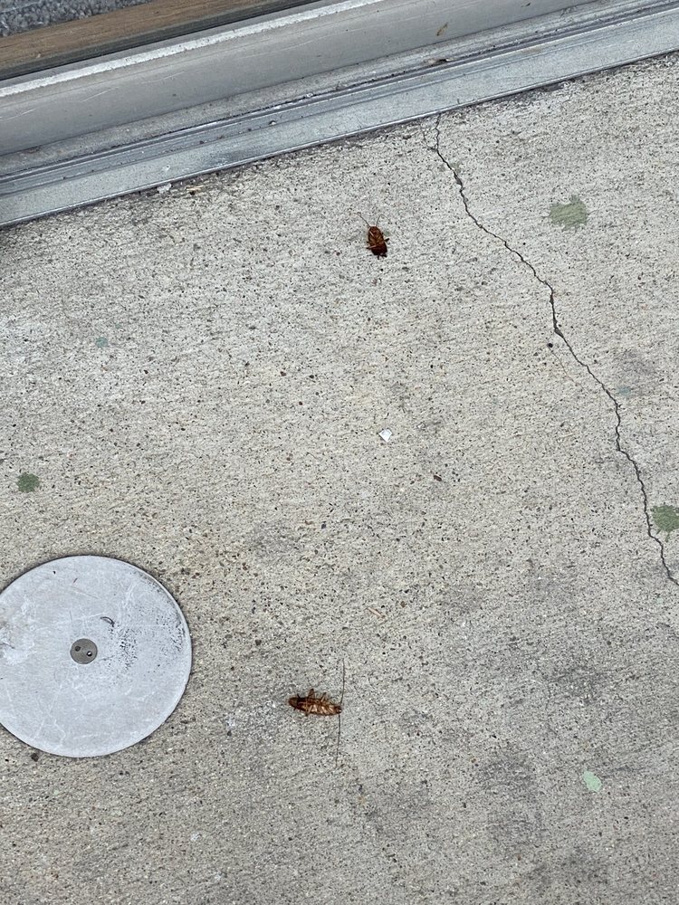 ASAP Pest & Termite