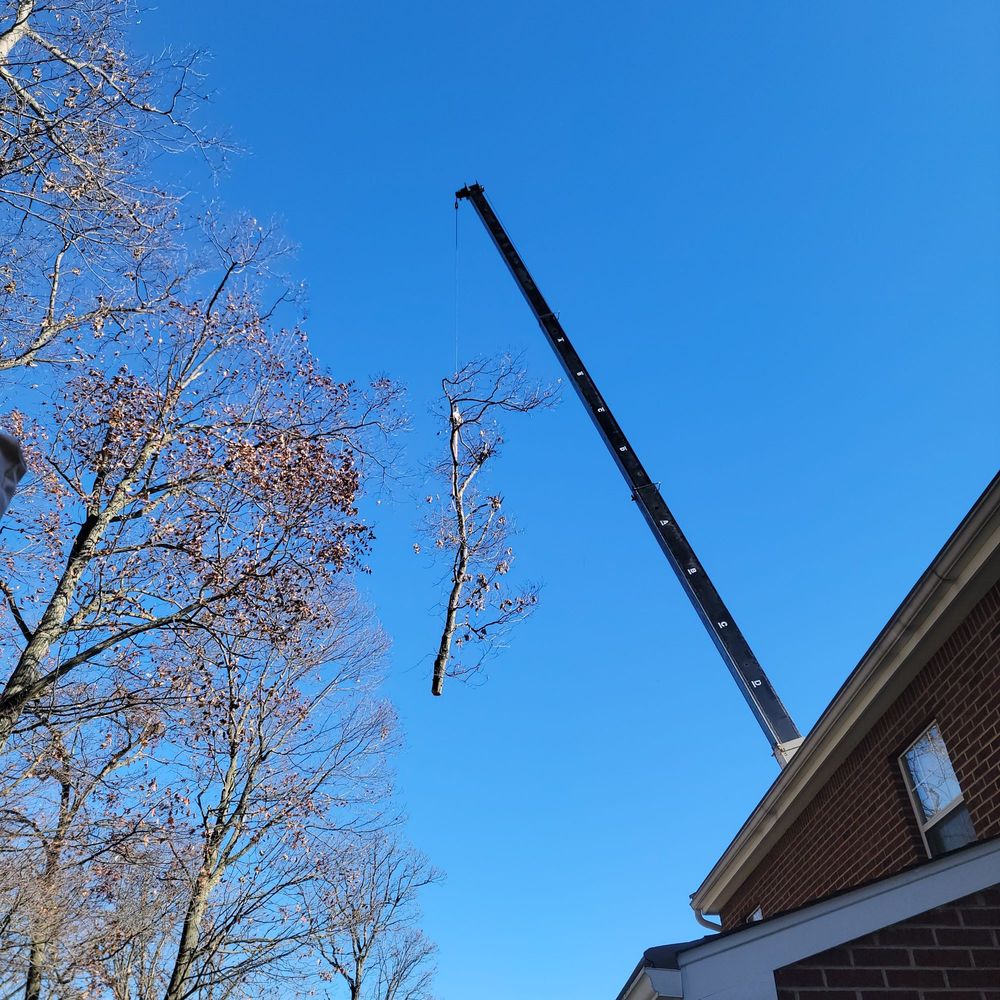 WildMiller Tree Service