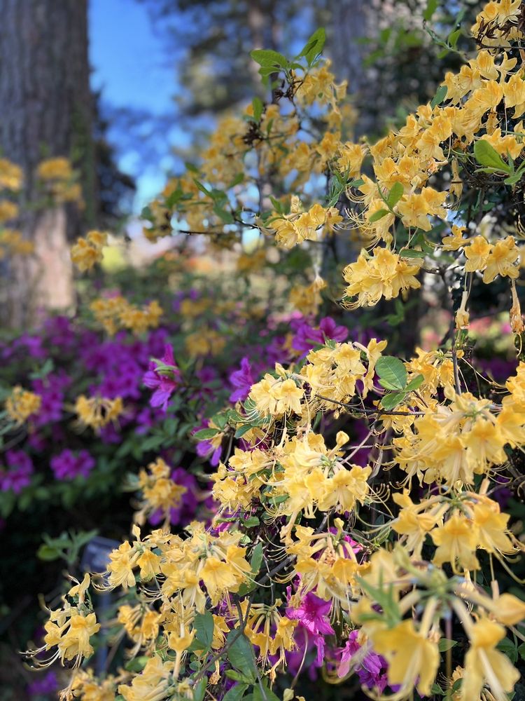 WRAL Azalea Gardens