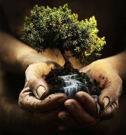 Tree Tech Tree Service