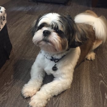 Lucky Dog Grooming San Antonio Lucky Dog Grooming San Antonio