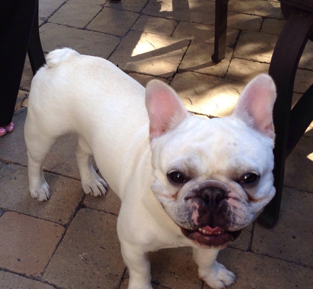 Lovin The Dog Friendly Restaurants Yelp Photo Of Fernando S Mexican Restaurant Pleasanton Ca United States Lovin The Dog