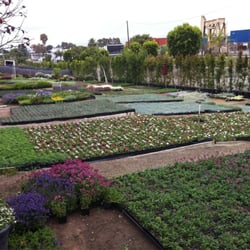 Ramirez Nursery Nurseries Gardening 570 W 135th St Harbor Photo Of Ramirez Nursery Gardena Ca United States
