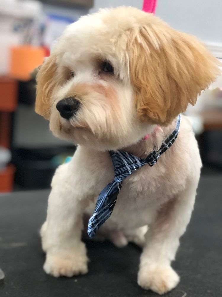 Wet Paws Dog Grooming