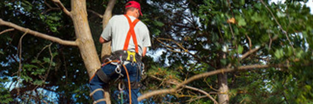 Tree And Lawn Force