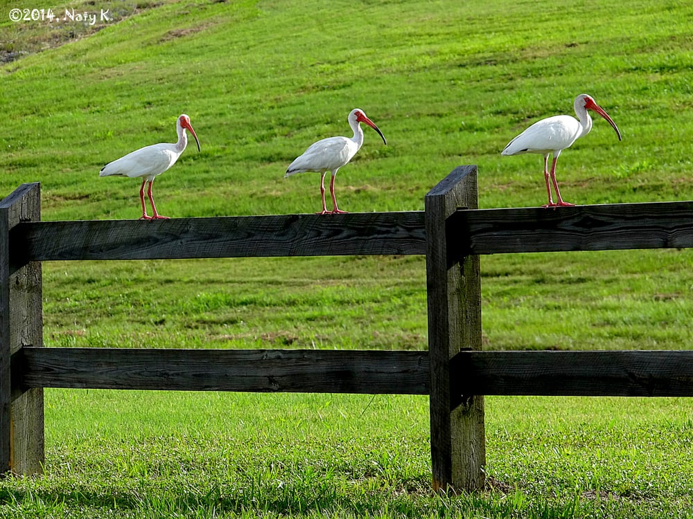 Celery Fields 52 Photos Hiking Palmer Blvd, Sarasota, FL Yelp