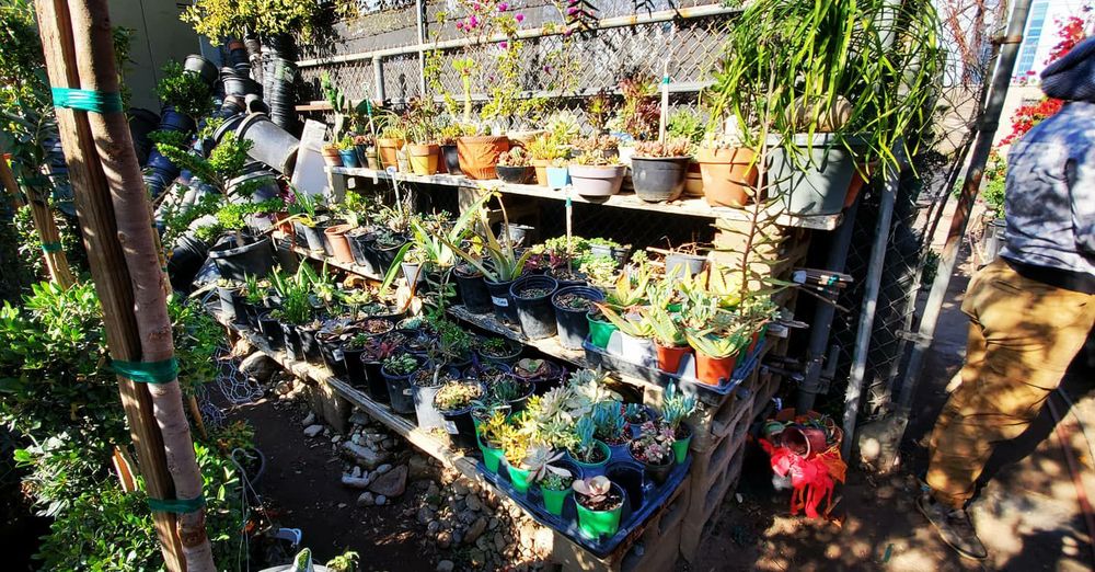 Gonzalez Nursery