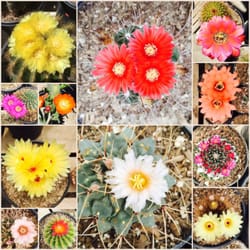 Cactus Mart 69 Photos 31 Reviews Nurseries Gardening 3571 Photo Of Cactus Mart Fillmore Ca United States