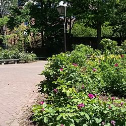 Rose Garden Parks 422 Walnut St Philadelphia Pa Yelp Photo Of Rose Garden Philadelphia Pa United States May 2017