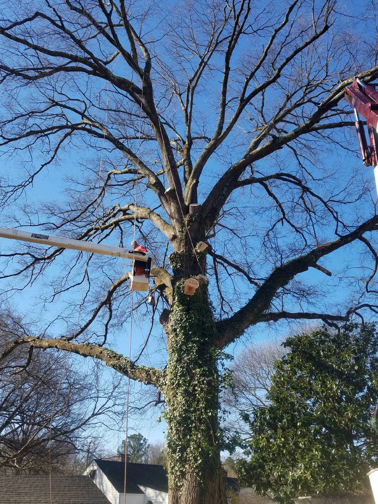 Hunt's Tree Removal And Pruning Service Inc