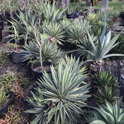 Jesse Durko S Nursery 22 Photos 12 Reviews Nurseries Photo Of Jesse Durko S Nursery Davie Fl United States Scoping Some Agave