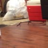Ms
