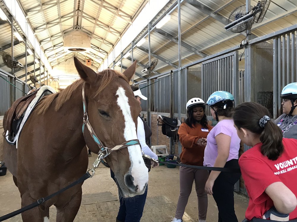 Windmill Stables