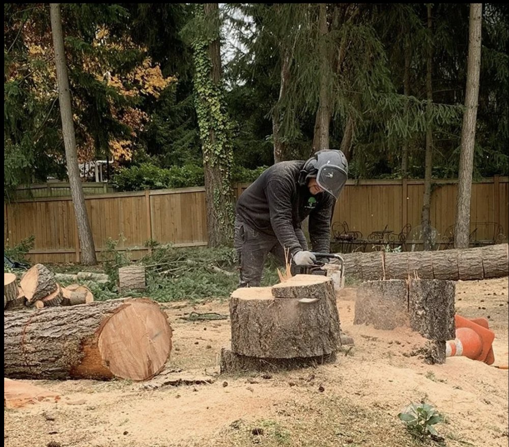 JMV Professional Tree Service