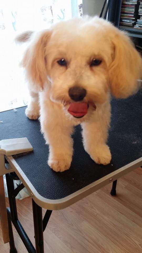 Hemet Animal Hospital 14 Reviews Veterinarians 130 N Girard St, Hemet, CA Phone Number