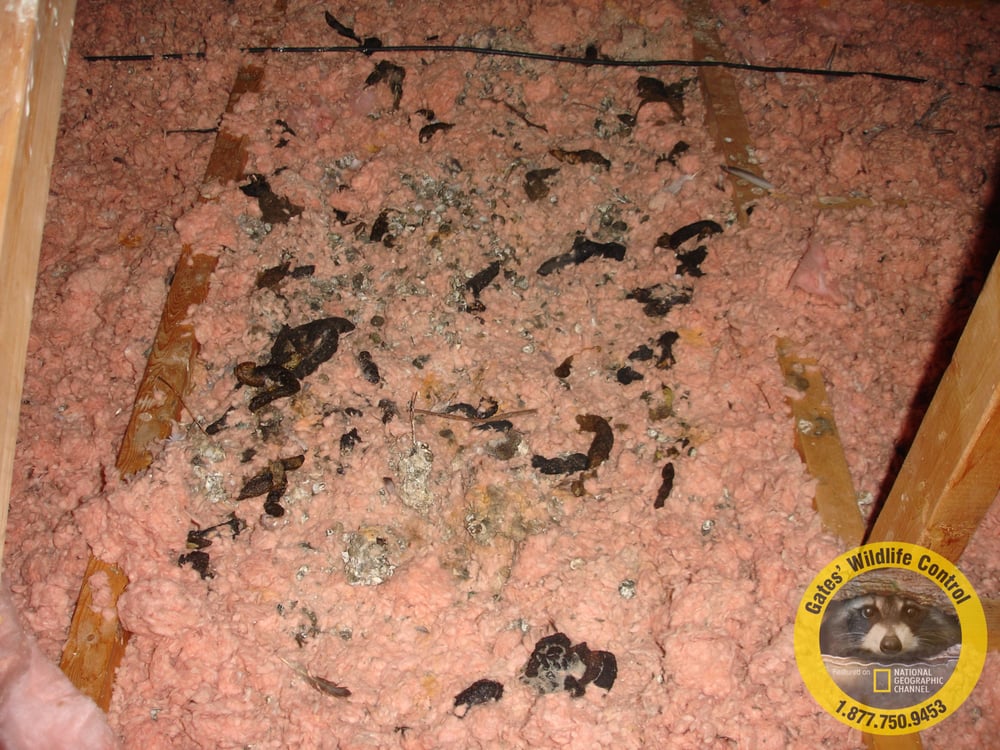A A A Gates Wildlife Control