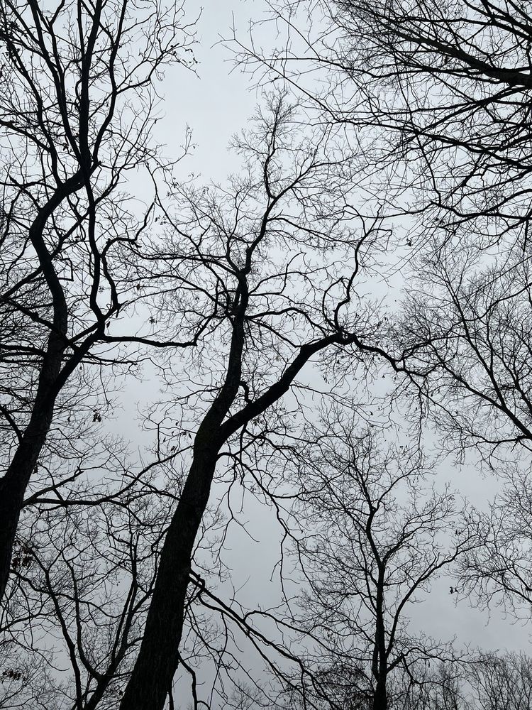 Vining Tree And Property