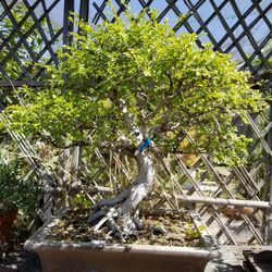 Nee Hai Bonsai 18 Photos Nurseries Gardening 3236 W Ashlan Photo Of Nee Hai Bonsai Fresno Ca United States Interesting