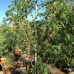 Green Desert Whole Tree Nursery Nurseries Gardening 79301 Photo Of Green Desert Whole Tree Nursery Indio Ca United States