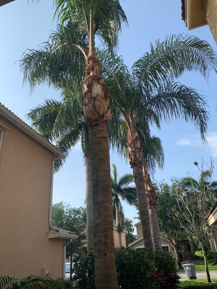 No Room for Error Tree Tech