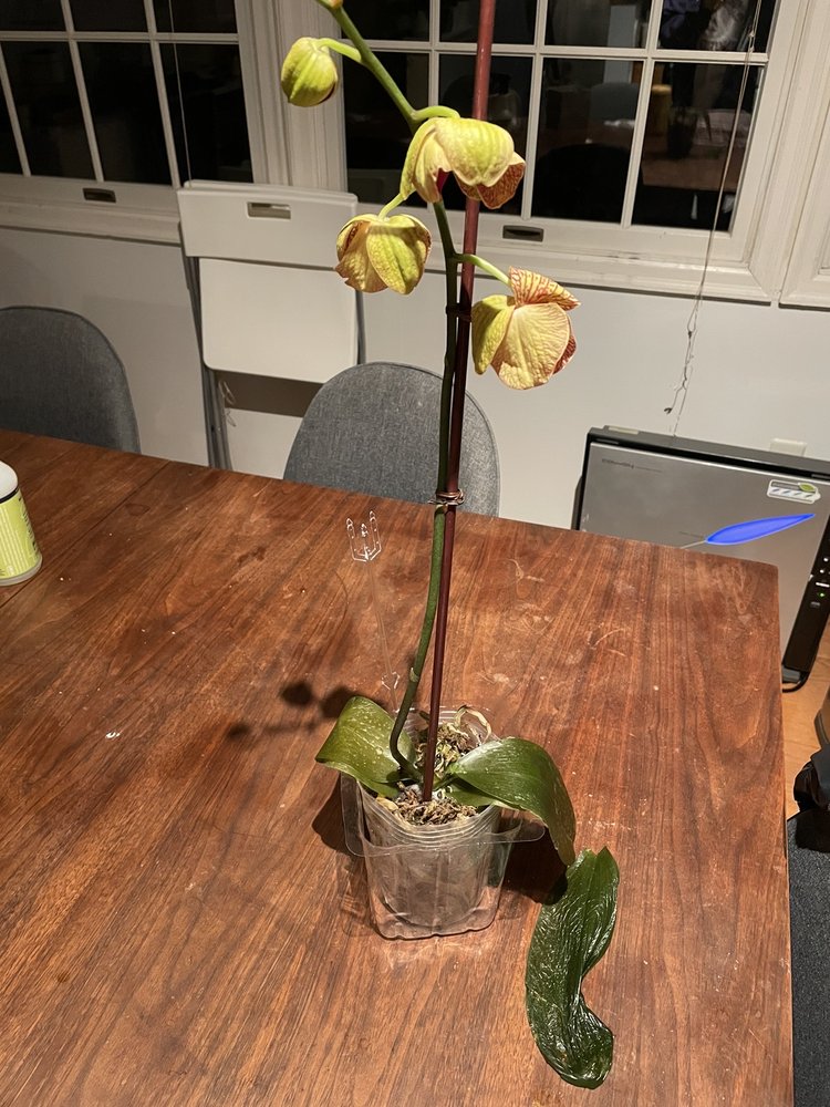 Pan Am Florist