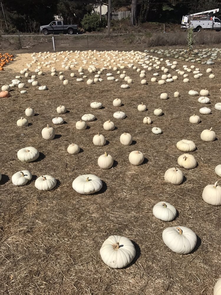 4 C’s Pumpkin Patch 37 Photos & 16 Reviews Pumpkin Patches 12731