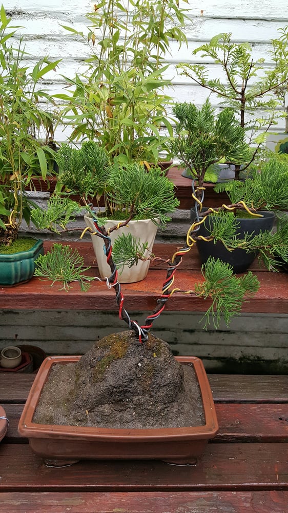 Exotic Bonsai 36 Photos & 14 Reviews Nurseries & Gardening 511 N