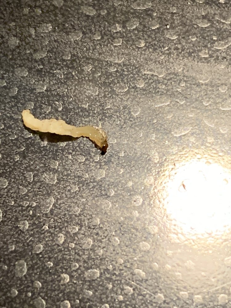 Osaka Japanese Express